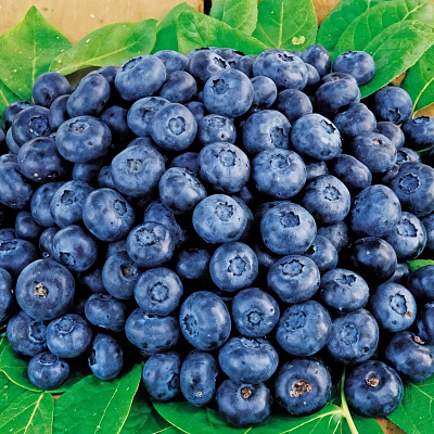 Голубика Кларксвилл