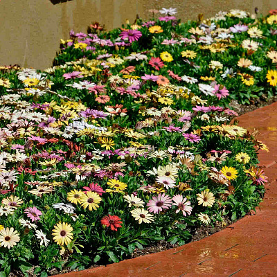 Остеоспермум Акила Набор Гранд Каньон