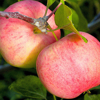 Яблоня Соковое-3