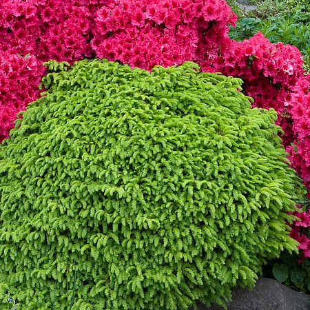 Фото Ель обыкновенная Литтл Джем