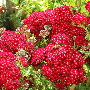 Тысячелистник Ред вельвет