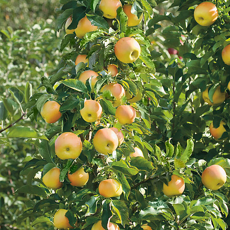 Фото Яблоня Янтарное ожерелье
