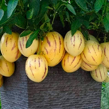 Фото Пепино