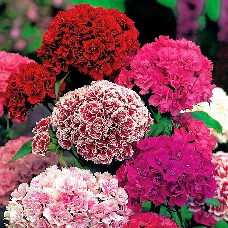 Фото Гвоздика турецкая Супер дюплекс микс