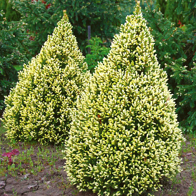 Ель канадская Сан он зе скай