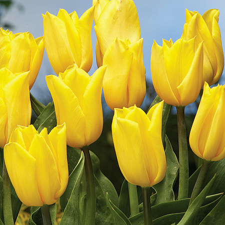 Фото Тюльпан триумф Стронг Голд