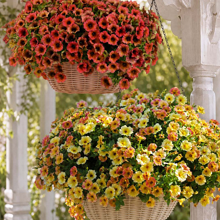 Фото Петуния Набор: Манго Мэднесс + Каскадиас Аризона Скай