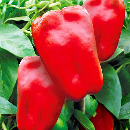 Фото Перец сладкий Эскимо F1