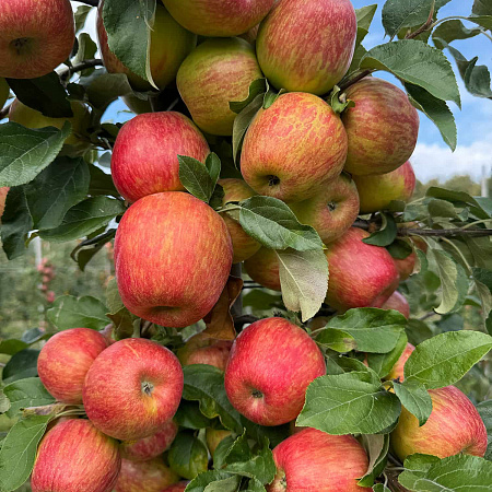 Фото Яблоня Хани крисп