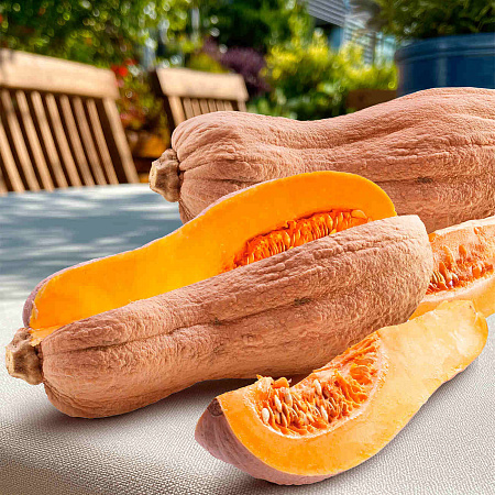 Фото Тыква Виолина