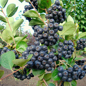 Арония Галичанка