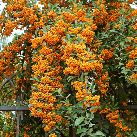 Фото Пираканта гибридная Оранж Чармер
