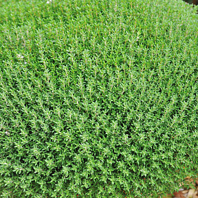 Тимьян обыкновенный Фредо