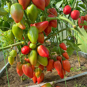 Помидор Пинк Хорн F1