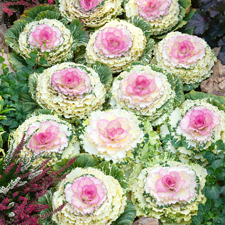 Фото Капуста декоративная Голубь победы