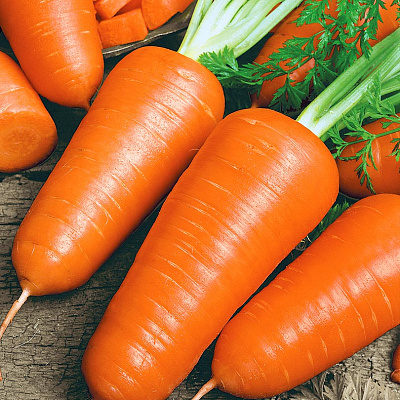 Морковь Шантанэ а кур руж 2