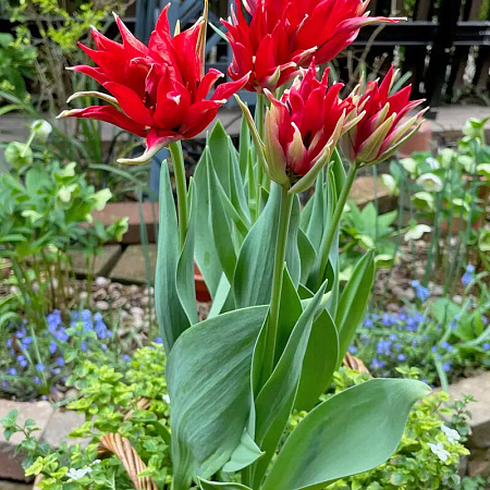 Фото Тюльпан лилиецветный махровый Ред Спайдер