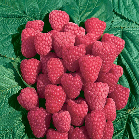 Малина летняя Метеор