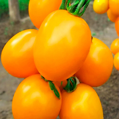 Помидор Де Барао золотой