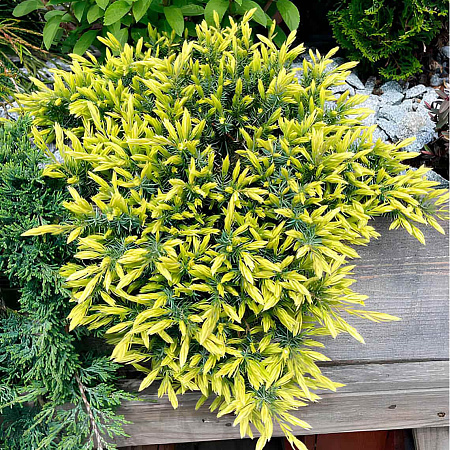 Фото Можжевельник прибрежный Санфлауэр