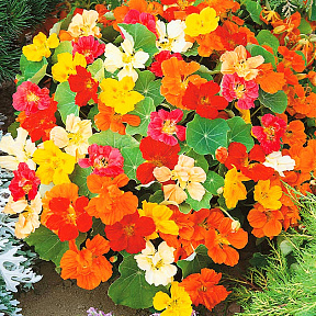 Настурция Первая красавица Яркий набор