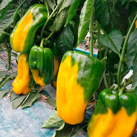 Фото Перец сладкий Сентонове F1