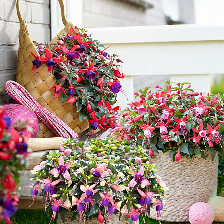 Фото Набор фуксий №2