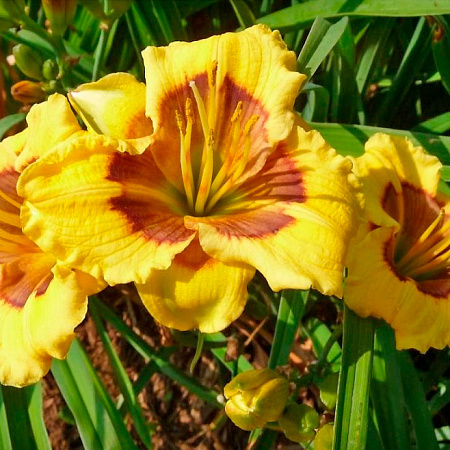 Фото Лилейник Джейсон Солтер