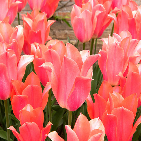 Фото Тюльпан поздний Перестройка