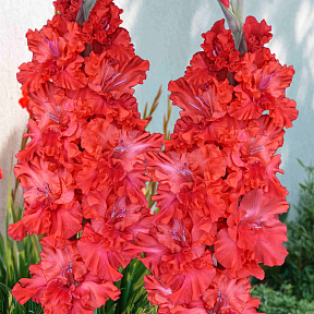 Гладиолус Метель Августа