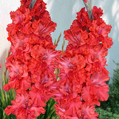 Гладиолус Метель Августа