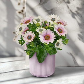 Остеоспермум Санни Компакт Джилл