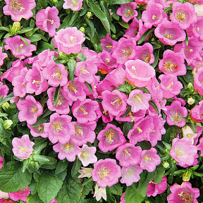 Колокольчик средний Розовый