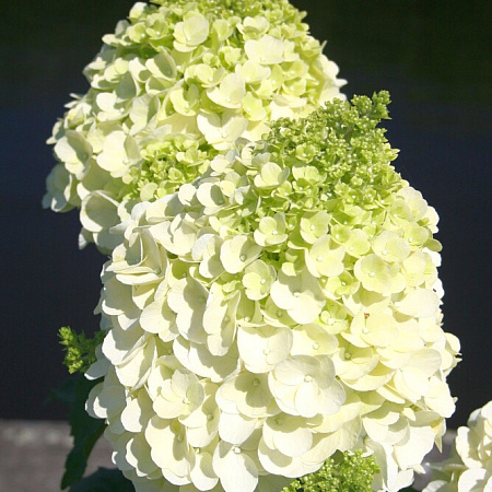 Фото Гортензия метельчатая Мэджикал монблан