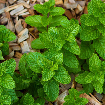 Мята клубничная