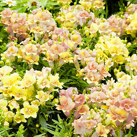 Фото Львиный зев Близнецы Персиковый