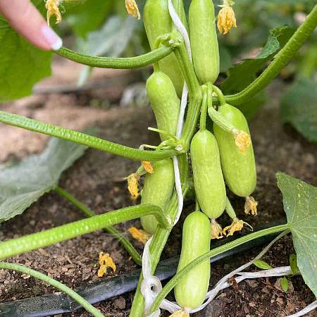 Фото Огурец Квинтон F1