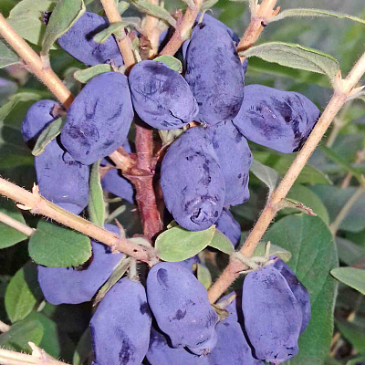 Жимолость Хоней Би