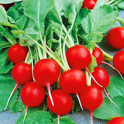 Редис Глориет F1 1гр