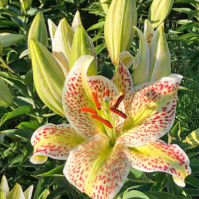 Лилия Тайгер Мун