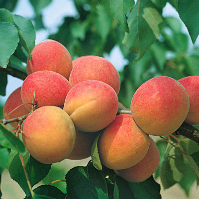 Абрикос Горный Абакан