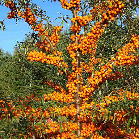 Фото Облепиха Злата