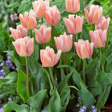 Фото Тюльпан триумф Риджойс