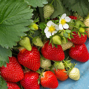 Земляника садовая Алая роза