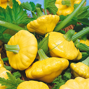 Патиссон Санни делайт F1