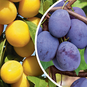 Слива комплект №3: Ракитянского, Синильга