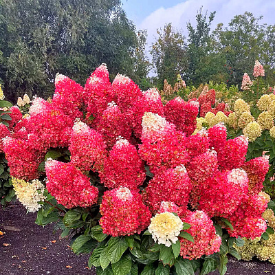 Гортензия метельчатая Ред Вельвет