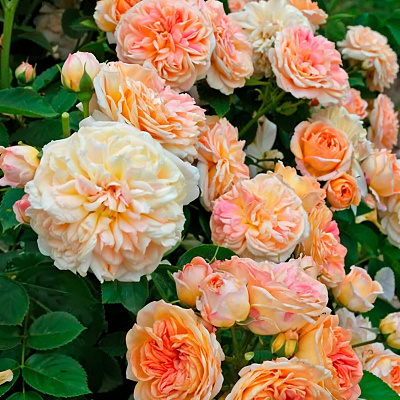 Роза плетистая рамблер Алхимист