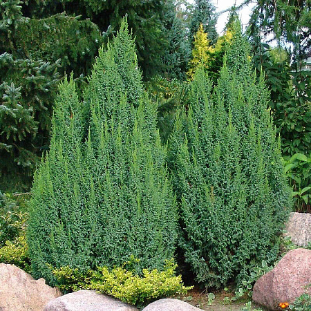 Фото Можжевельник чешуйчатый Лодери