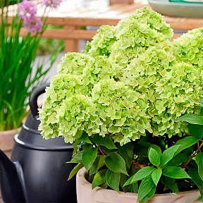 Гортензия метельчатая Литтл Эппл